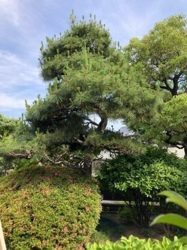 【庭木・植木・植栽】松・梅・サルスベリ・サツキ・クスノキ等