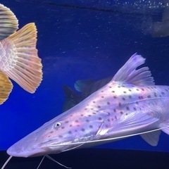 ピライーバ、肉食魚、熱帯魚