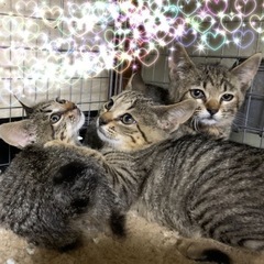 🌸🐈三姉妹のキジの子猫🐈🌸譲渡 - 大分市