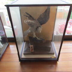 福島県発 中島村発 人形の久月 鷹の剥製 中古品 現状品 引き取り限定