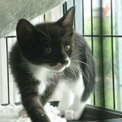 6/10 写真更新♡兄妹の長女的な穏やかで落ち着いた性格のクロシロの女の子 - 猫