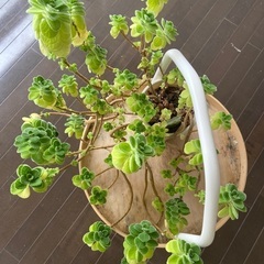 6月13日まで) アロマティカス　植物　台　IKEA イケア