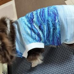 COOL  犬用 夏服 Sサイズ
