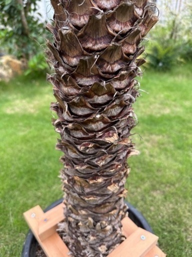 ユッカフィリフェラ 発根済み