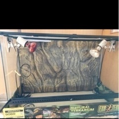 爬虫類ゲージ（予約済み）