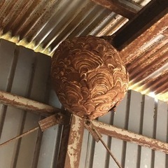 蜂の巣(自分で取れる方…