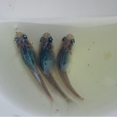 調整中　メダカ　深海　稚魚　