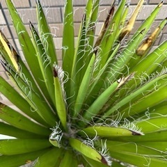 ユッカ ファクソニアーナ 発根済み