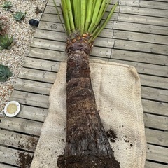 ユッカ ファクソニアーナ 発根済み