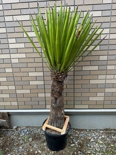 ユッカ　ファクソニアーナ  発根済み
