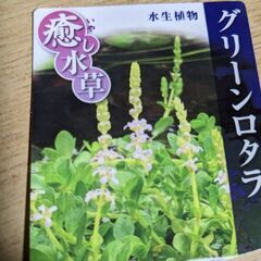 アサザ　（２００円）トチカガミ（+１００円）日本自生の水草です。②