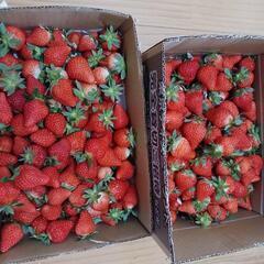 イチゴ🍓🍓