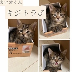 相談中 ４匹の子猫たちです ①カツオくん 男のコの画像