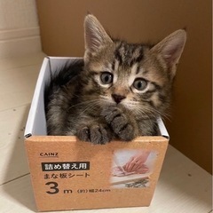 相談中 ４匹の子猫たちです ①カツオくん 男のコ - 一宮市