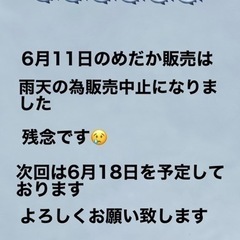 めだか販売6月11日（日）中止