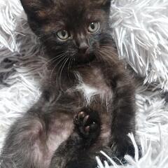 黒猫子猫の画像