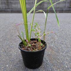 水辺植物寄植え（大）値下げしました