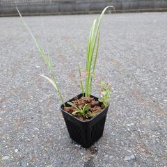 水辺植物寄植え（小）値下げしました