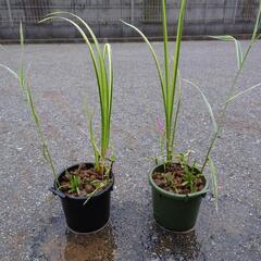 水辺植物寄植え（鉢が別の物）値下げしました