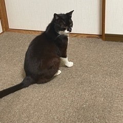 里親募集中 − 青森県