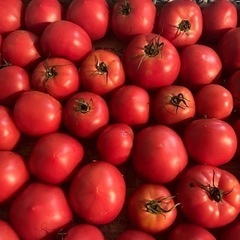 超お買い得シーズン限定　武久農園のトマト、ミニトマト、キューリ詰...