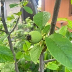 除草、草木の回収及び処分、庭木の剪定依頼に対応します。