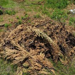 高松 燃える物が必要な方必見 枝 木の枝 貝塚 カイズカ 梅ウメ...