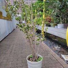 【観葉植物】フィクス ベンジャミナバロック・差し上げます