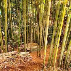 竹の伐採、竹林整備やります！
