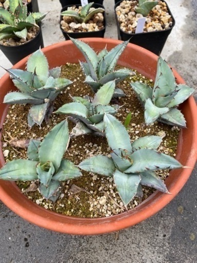 アガベ　チタノタ　植物
