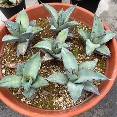 アガベ　チタノタ　植物