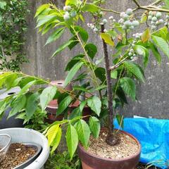 オリーブ、ブルーベリー2種、特大グミの木2種．河津桜の木