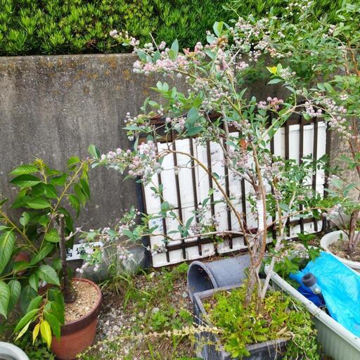 オリーブ、ブルーベリー2種、特大グミの木2種．河津桜の木