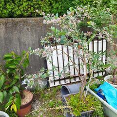 オリーブ、ブルーベリー2種、特大グミの木2種．河津桜の木