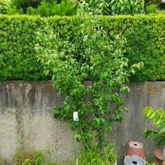 オリーブ、ブルーベリー2種、特大グミの木2種．河津桜の木