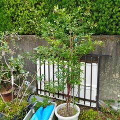 オリーブ、ブルーベリー2種、特大グミの木2種．河津桜の木