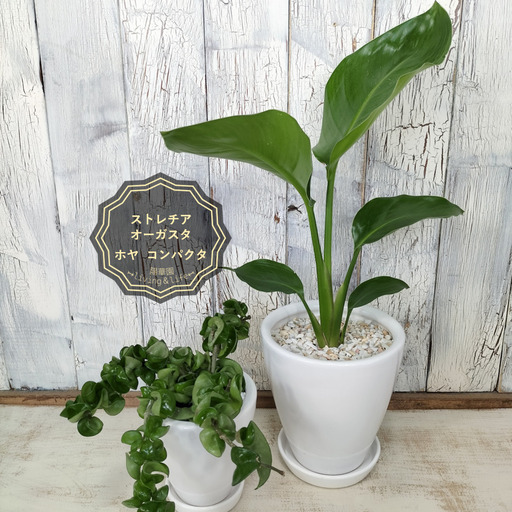 予約】 ストレリチア オーガスタ/ホヤ コンパクタ 2個セット 観葉植物 