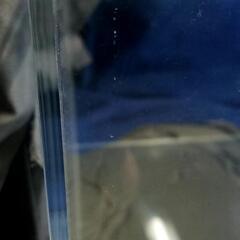 アクリル水槽 マコト工芸 1ヶ月使用