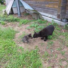 5月5日産まれの仔猫黒2匹虎毛2匹です、