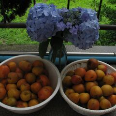 ★今年も杏子にお収穫いたしました！パート３！大・中・小：約２ｋｇ...