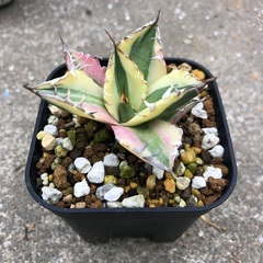 台湾産 Agave スナグルトゥース アガベ