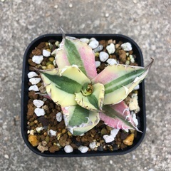 台湾産 Agave スナグルトゥース アガベ