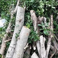 金木犀の伐採した木材 直径15~30cm