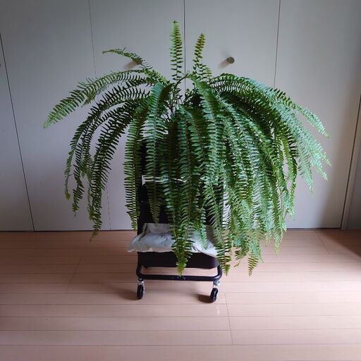 大型観葉植物 ネフロレピス ボストンファーン 大きなタマシダ