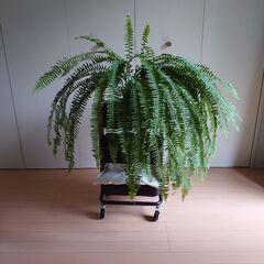 【ネット決済】大型観葉植物 ネフロレピス ボストンファーン 大き...