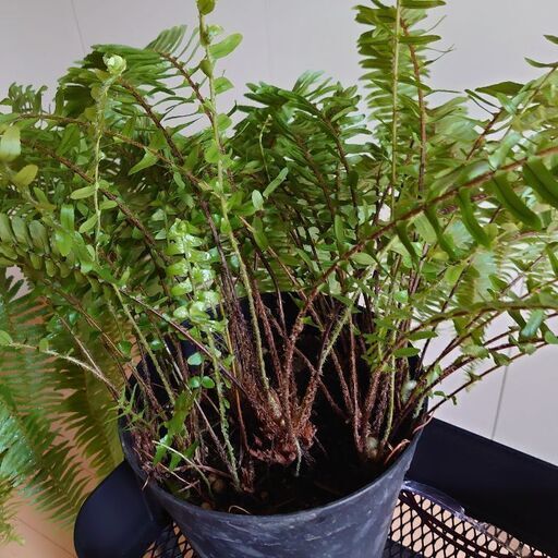大型観葉植物 ネフロレピス ボストンファーン 大きなタマシダ