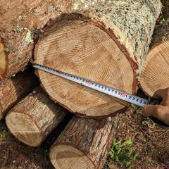 薪②　原木　カラマツ　１０本 薪② 原木 カラマツ 10本