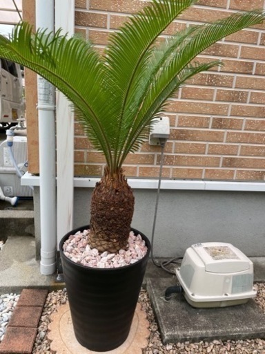 ソテツ　蘇鉄　ヤシの木　観葉植物➁ ソテツ 蘇鉄 ヤシ 植木 庭木 観葉植物 南国 常緑低木 ガーデニング 庭