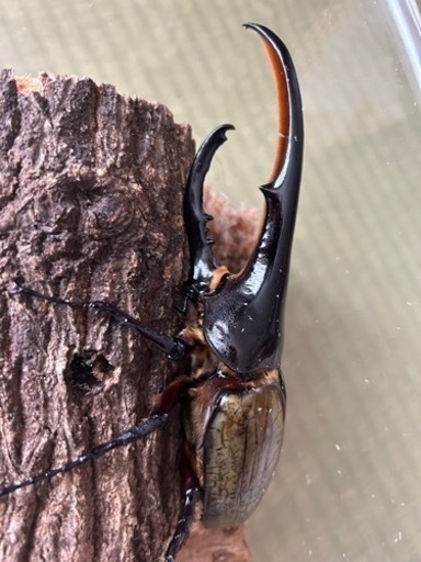 ヘラクレスオオカブト①(成虫ペア) 取引中