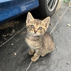 【内容更新1017】若猫キジ　オスいます。